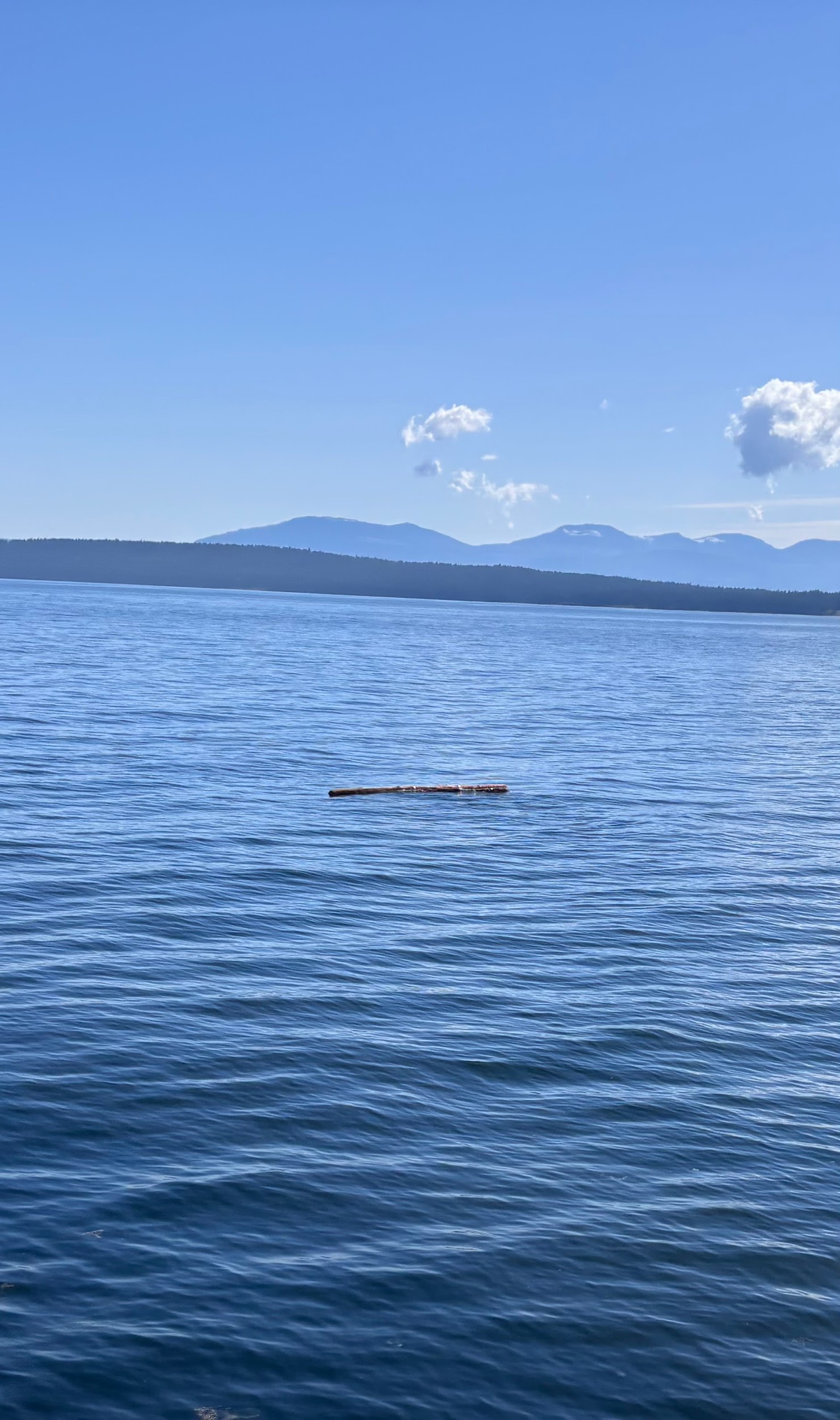 All too common floating logs